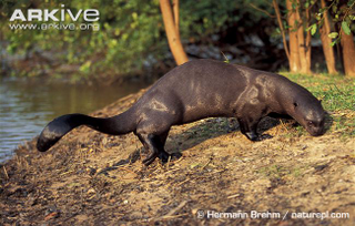 Illustration for article titled Monday Mustelid - Pteronura brasiliensis Edition